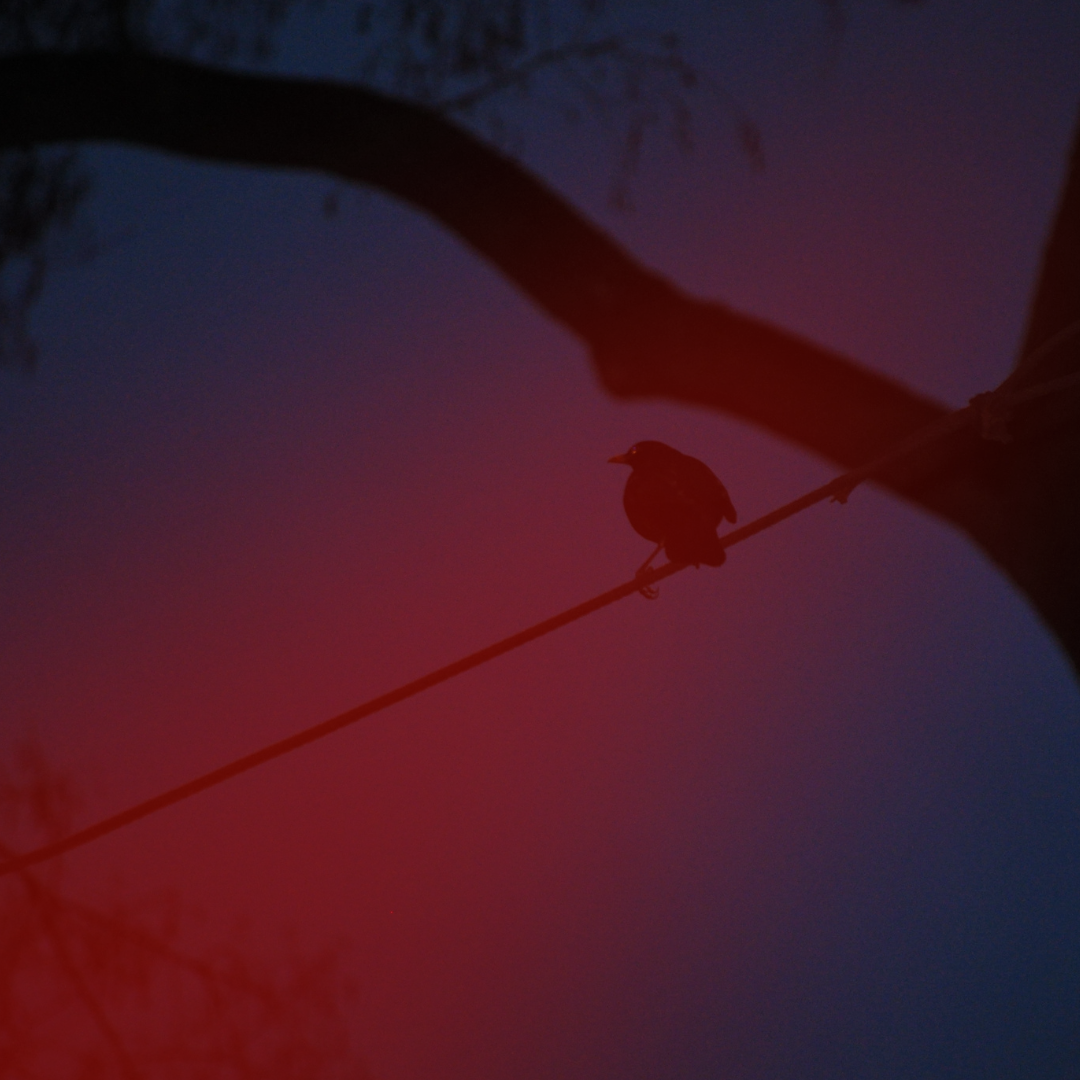 Get out and go birdwatching with NightBuddy