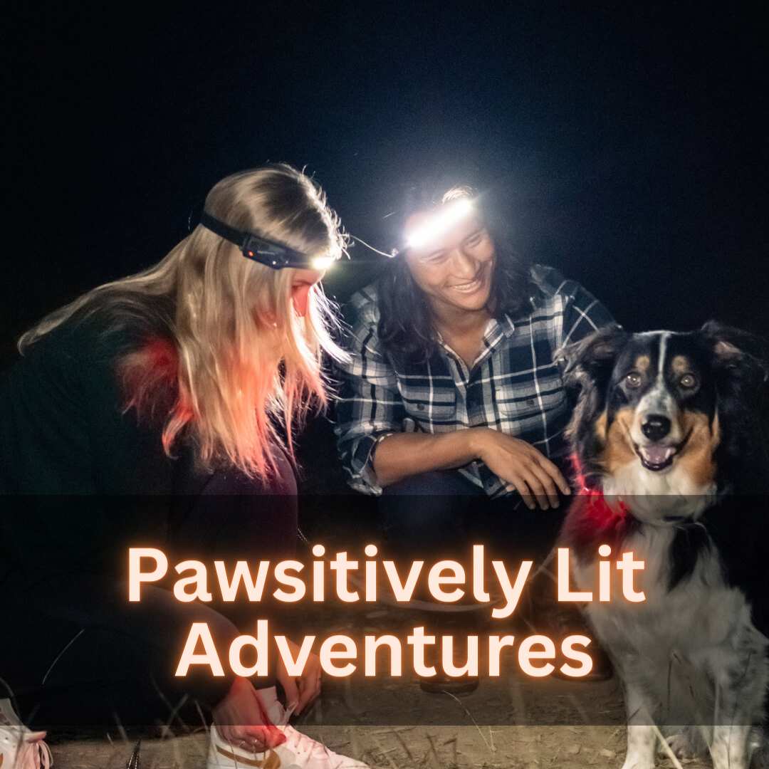 Pawsitively Lit Adventures with NightBuddy
